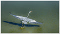 Specialist Birding Excursion gallery image 1