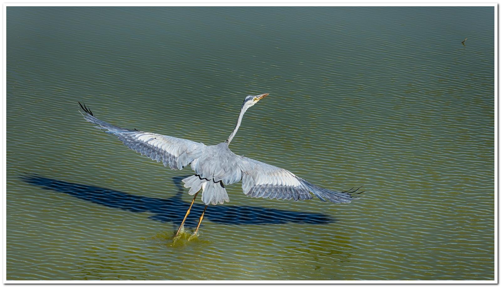 Specialist Birding Excursion