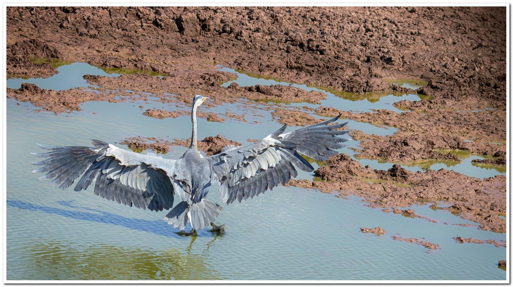 Specialist Birding Excursion gallery image 11