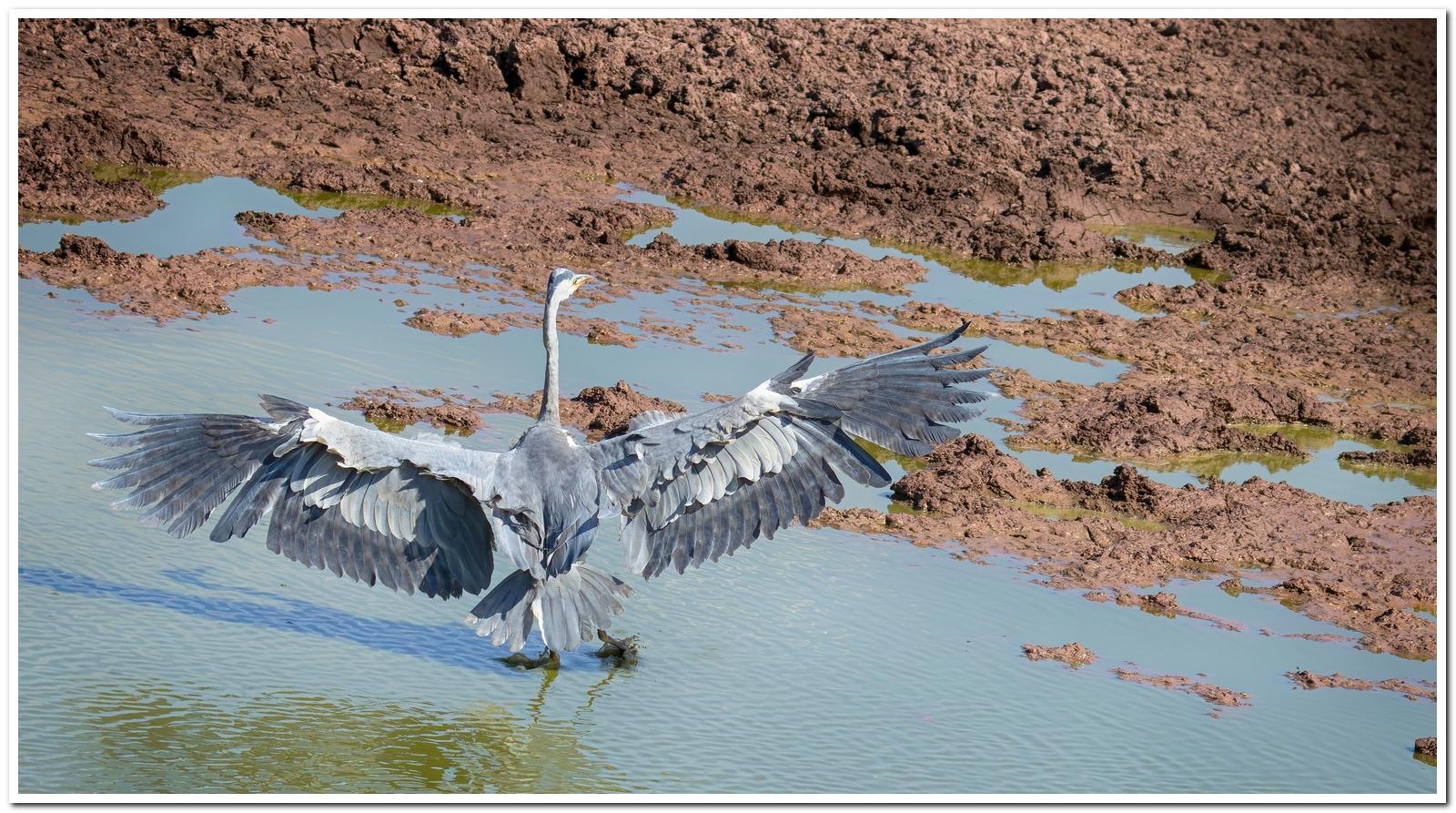 Specialist Birding Excursion gallery image 11