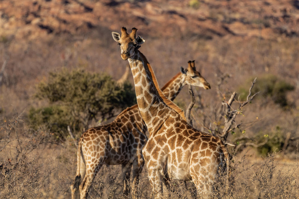 Mapungubwe National Park Western Section & Maloutswa Hide Tour gallery image 2