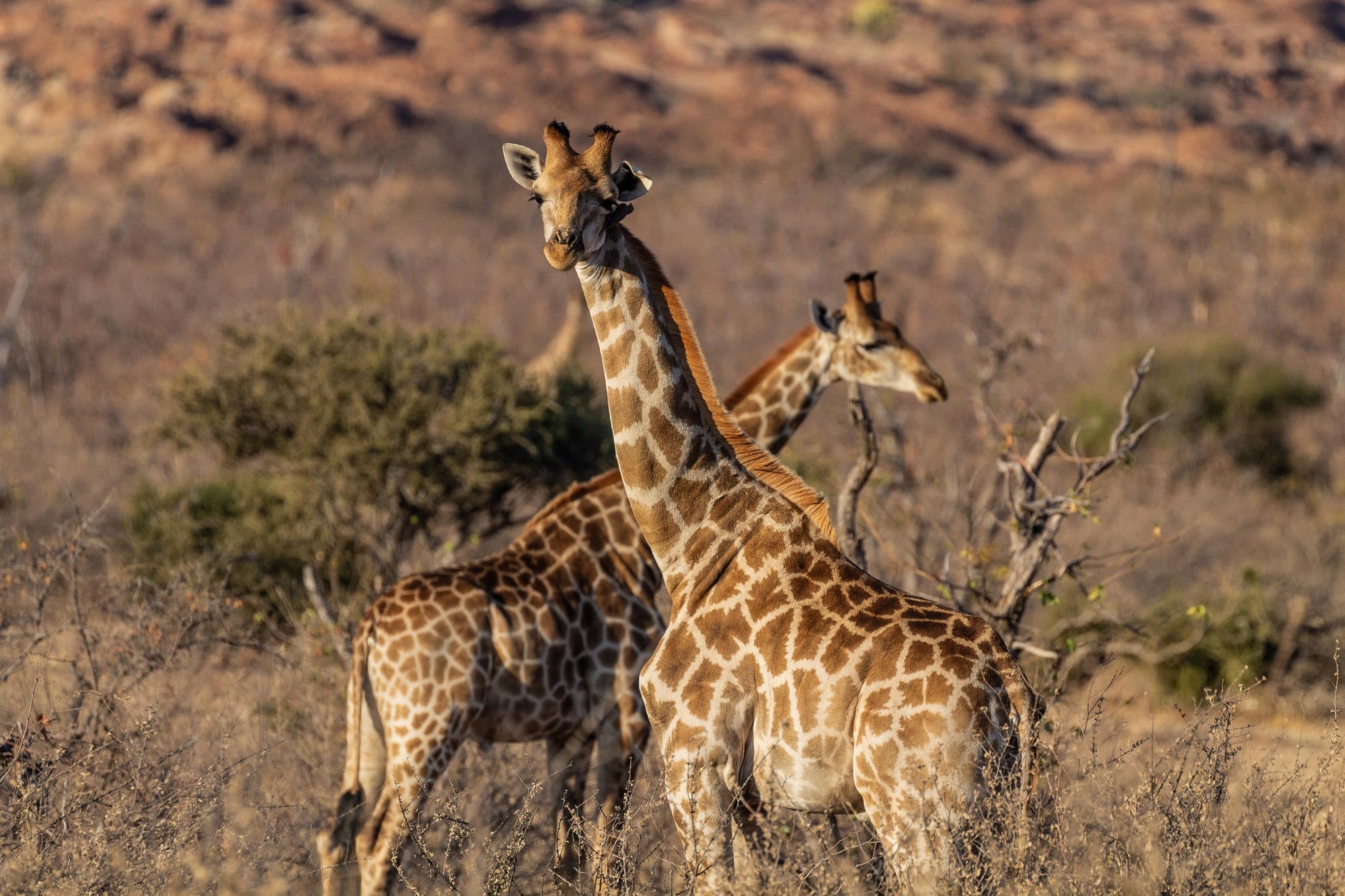 Mapungubwe National Park Western Section & Maloutswa Hide Tour gallery image 2
