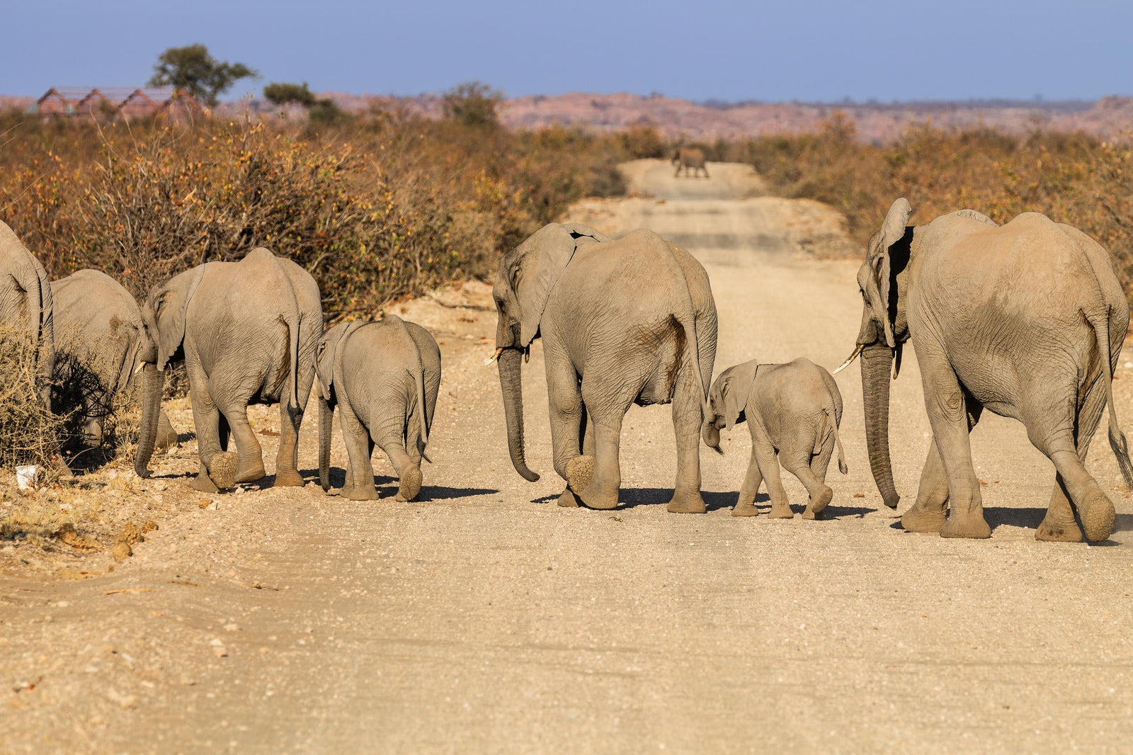 Mapungubwe National Park Western Section & Maloutswa Hide Tour