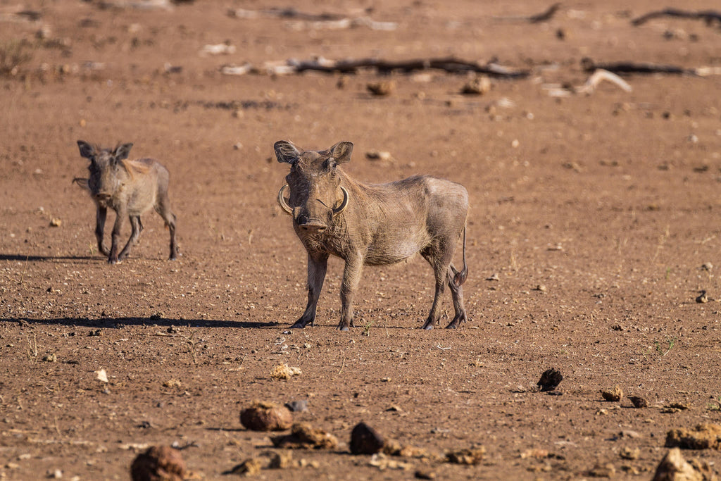 Mapungubwe National Park Western Section & Maloutswa Hide Tour gallery image 3