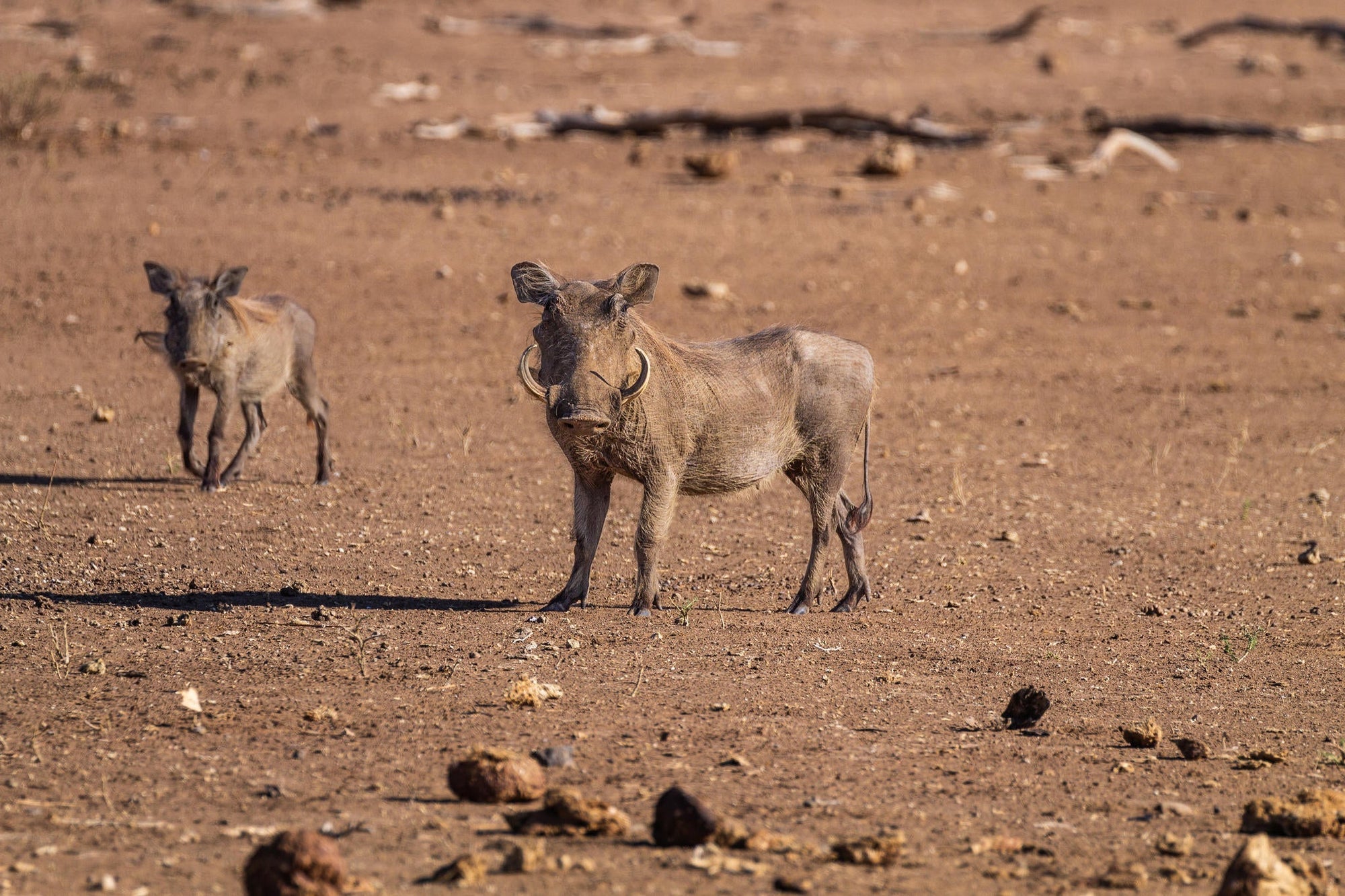 Mapungubwe National Park Western Section & Maloutswa Hide Tour gallery image 3