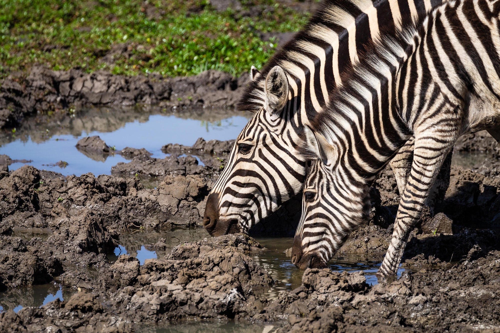 Mapungubwe National Park Western Section & Maloutswa Hide Tour gallery image 4