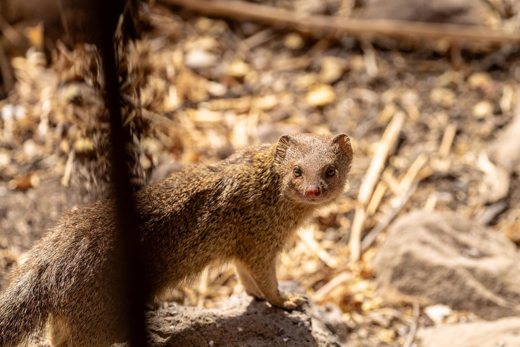 Mapungubwe National Park Western Section & Maloutswa Hide Tour gallery image 8