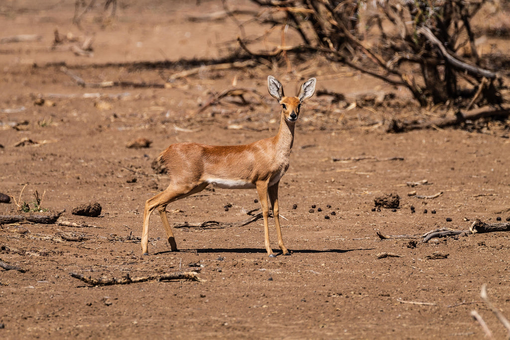 Mapungubwe National Park Western Section & Maloutswa Hide Tour gallery image 7