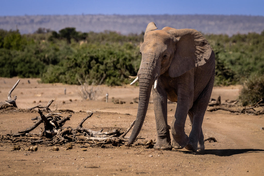 Mapungubwe National Park Western Section & Maloutswa Hide Tour gallery image 6