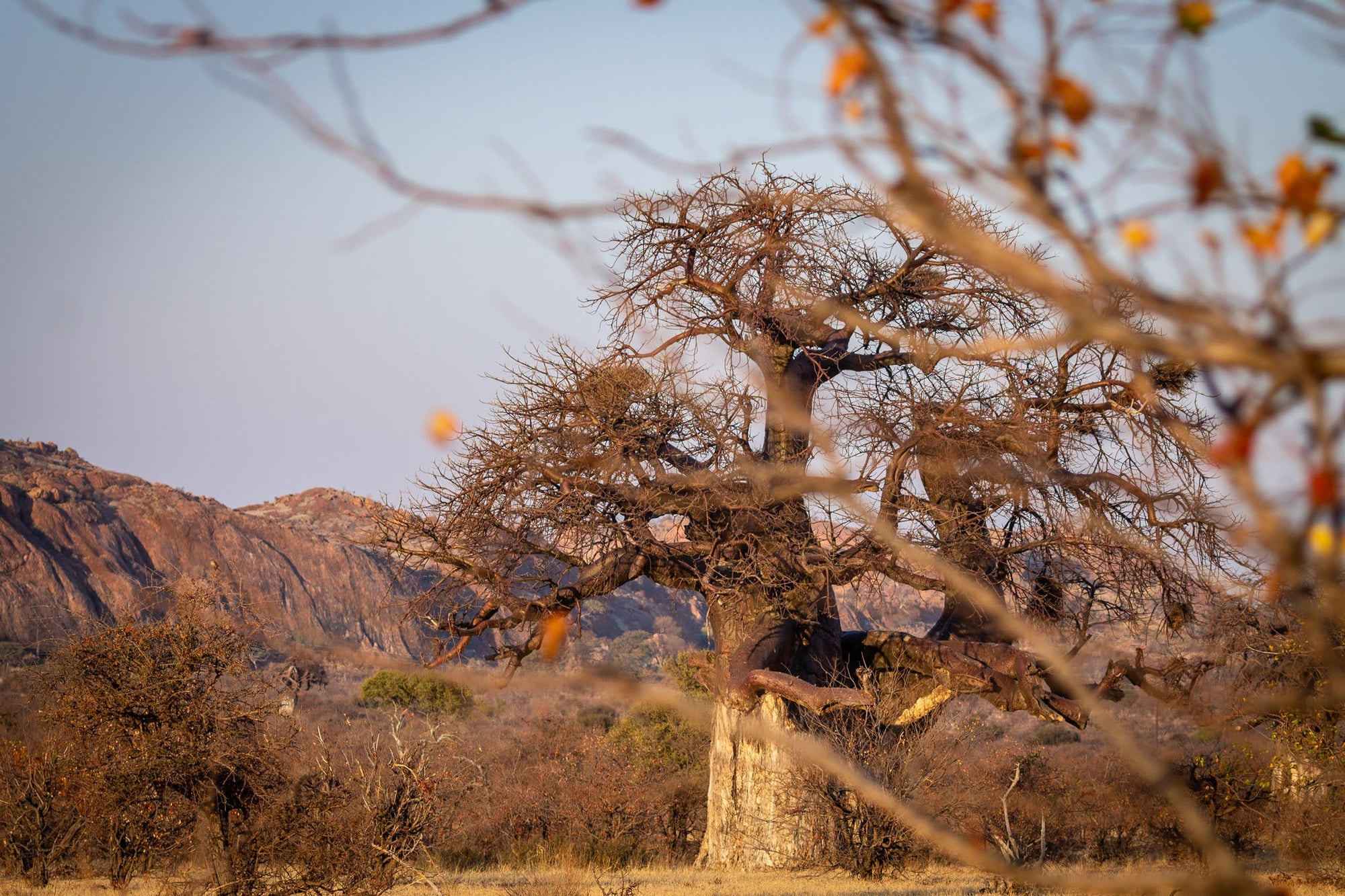 Mapungubwe National Park Western Section & Maloutswa Hide Tour gallery image 5