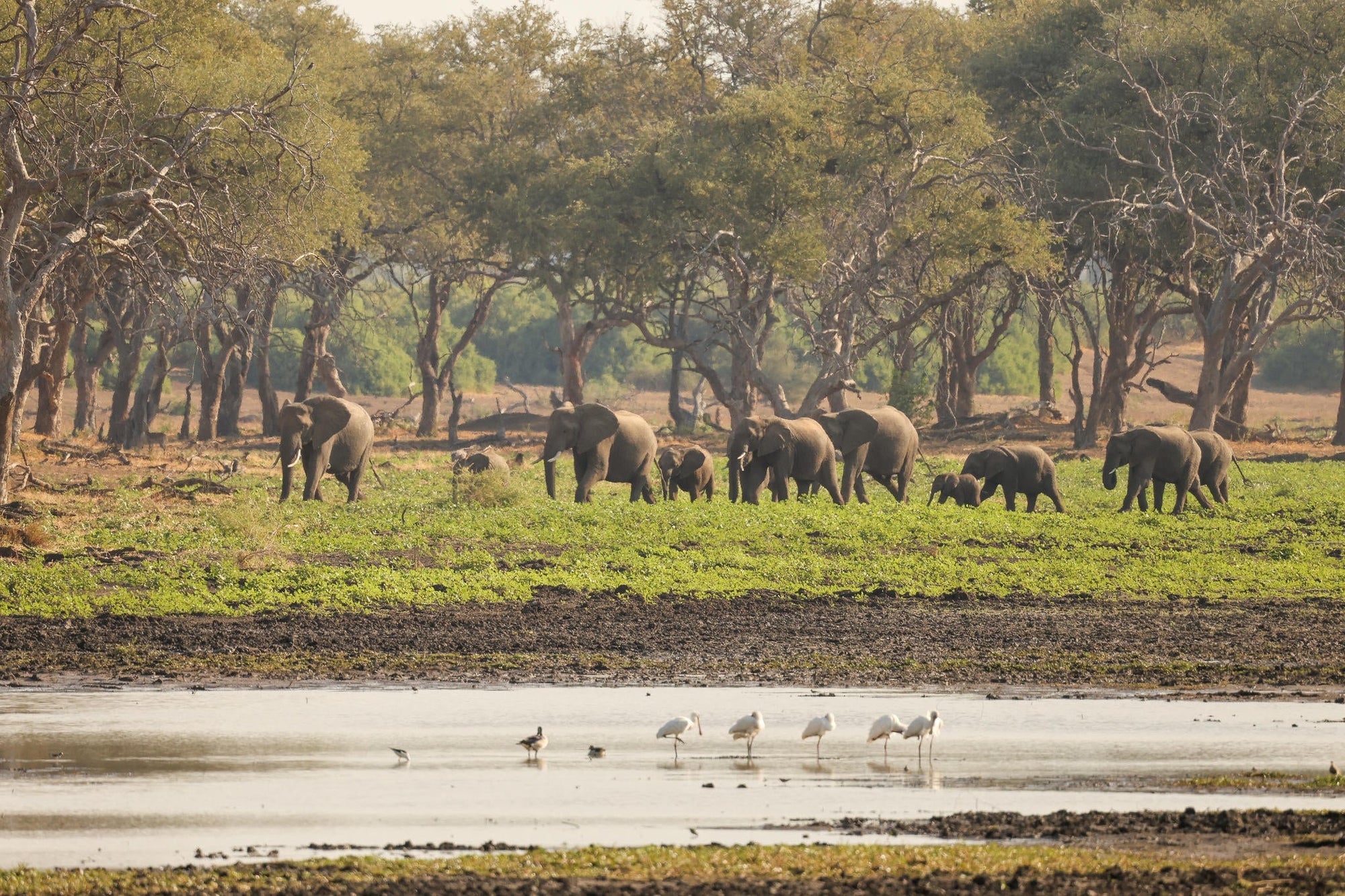 Mapungubwe National Park Western Section & Maloutswa Hide Tour gallery image 9