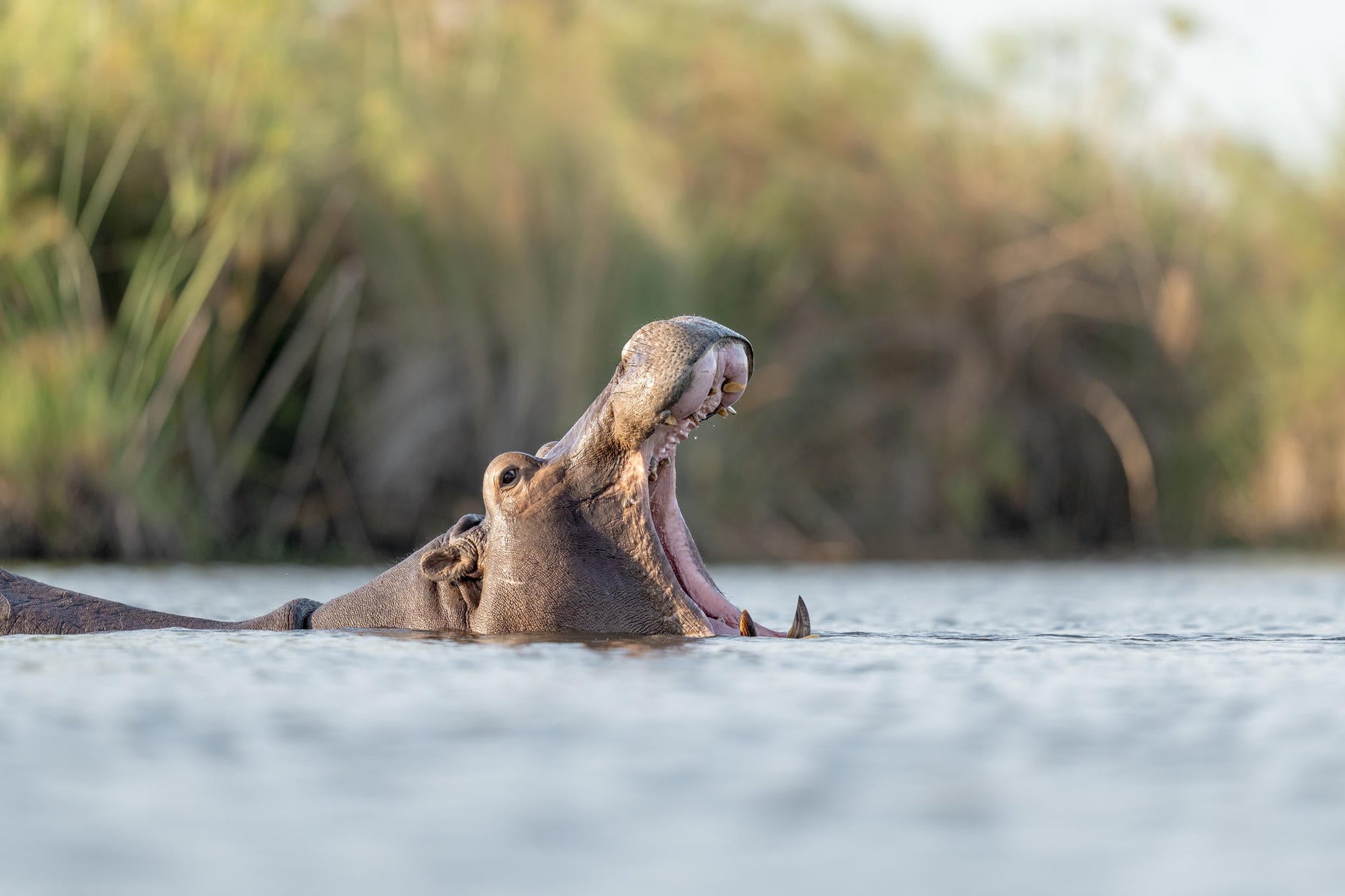 Motorboat Safaris gallery image 4