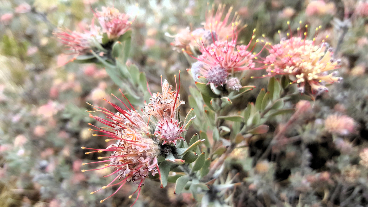 swartberg-pass-guided-tours