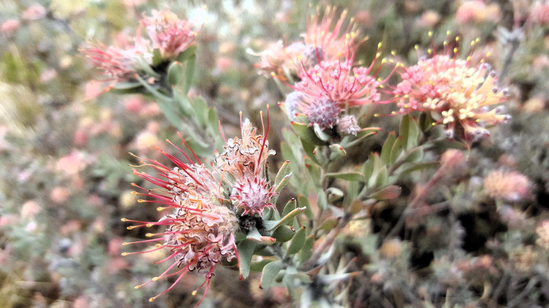 swartberg-pass-guided-tours