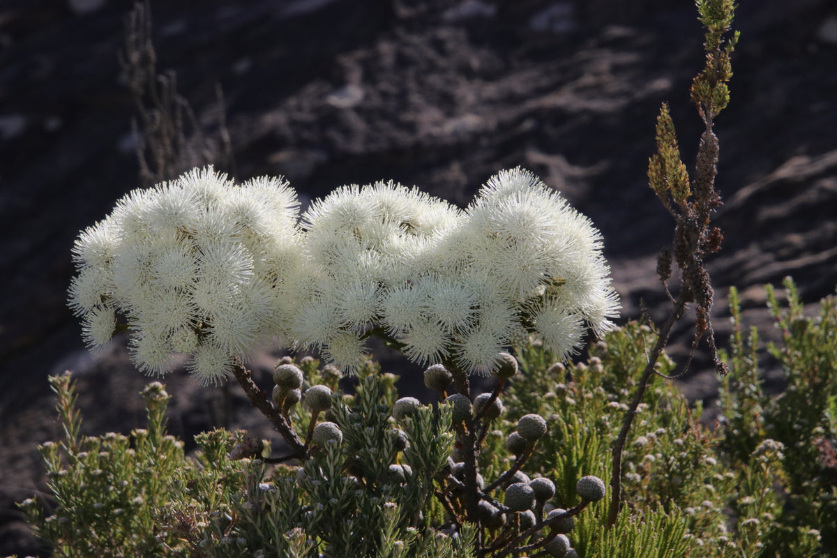 swartberg-pass-guided-tours