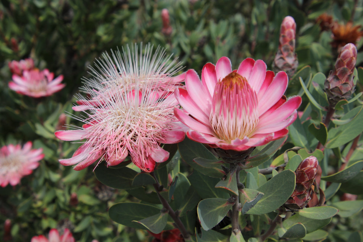swartberg-pass-guided-tours