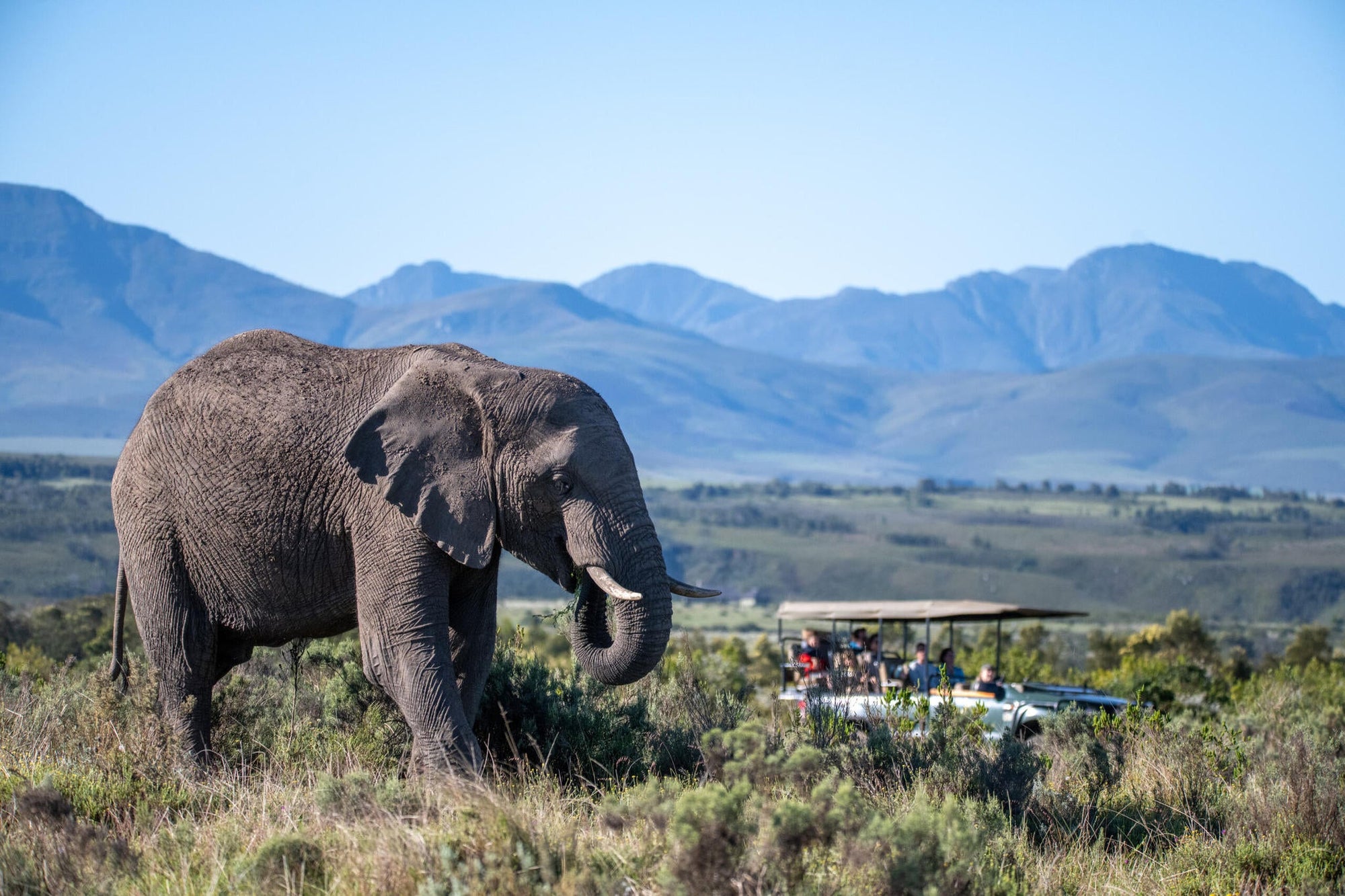Game Drives  gallery image 11