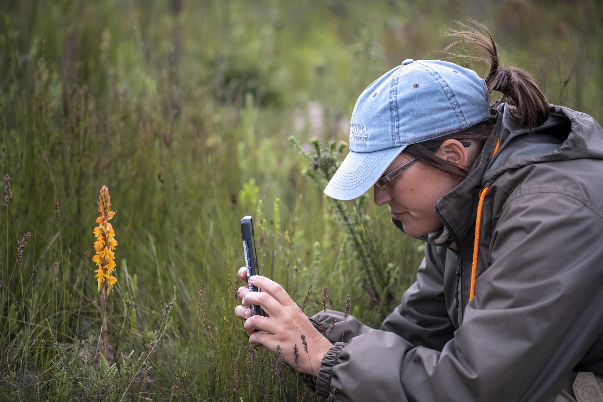 Guided Fynbos Bush Walks gallery image 8