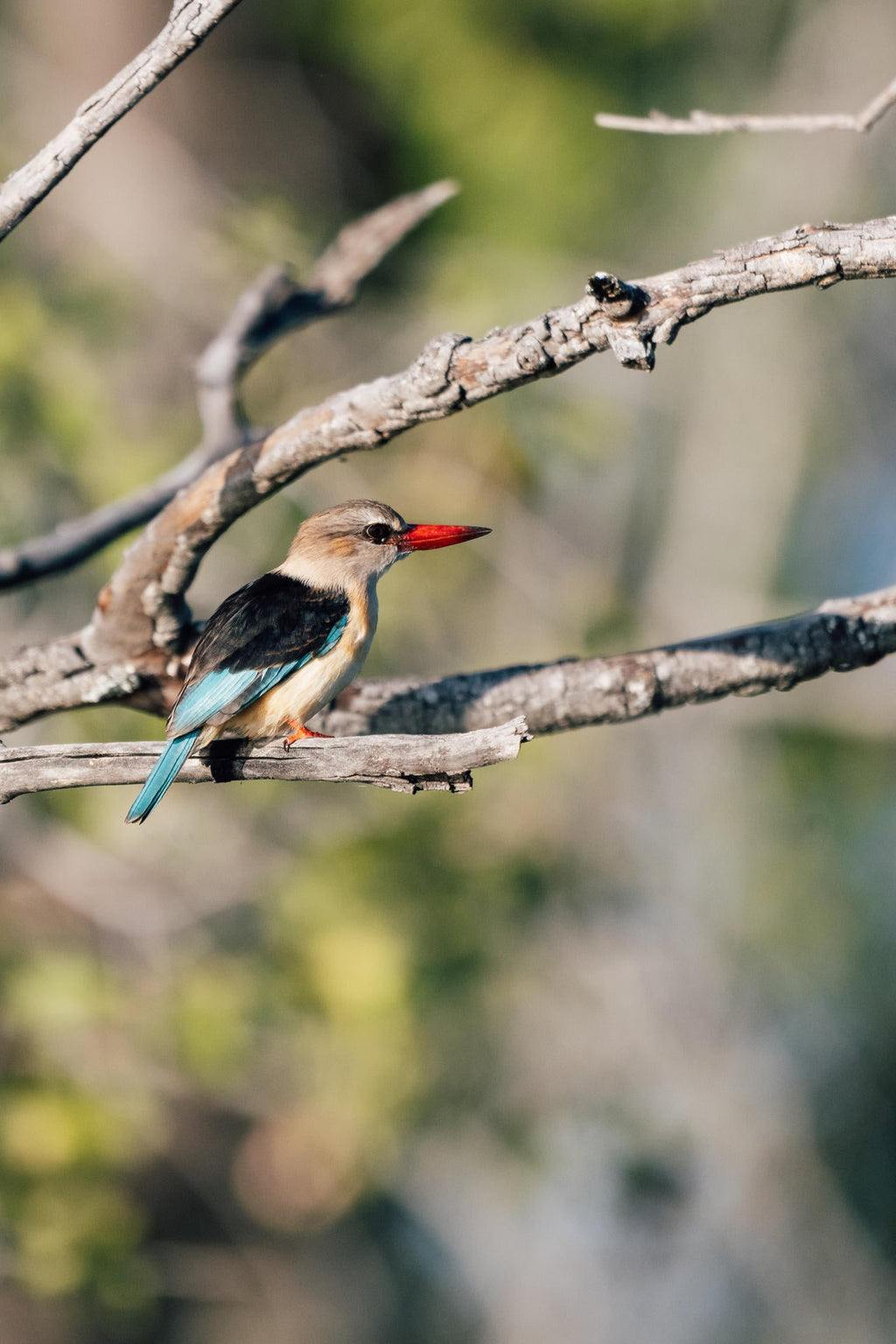 Chundukwa River Cruises  gallery image 2