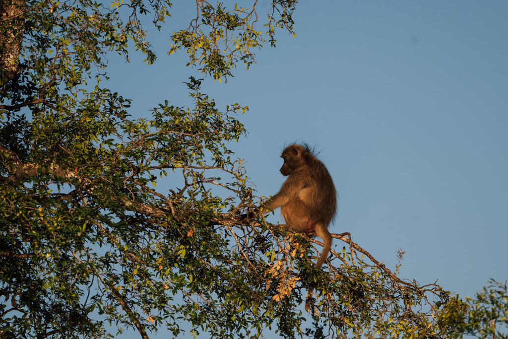 Chundukwa River Cruises  gallery image 6