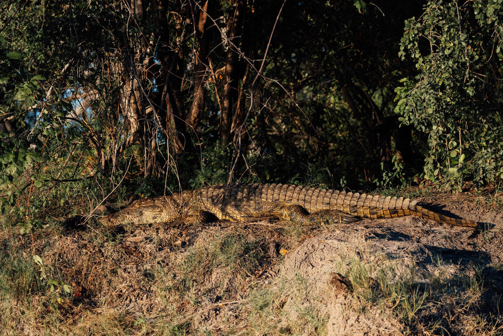 Chundukwa River Cruises  gallery image 7