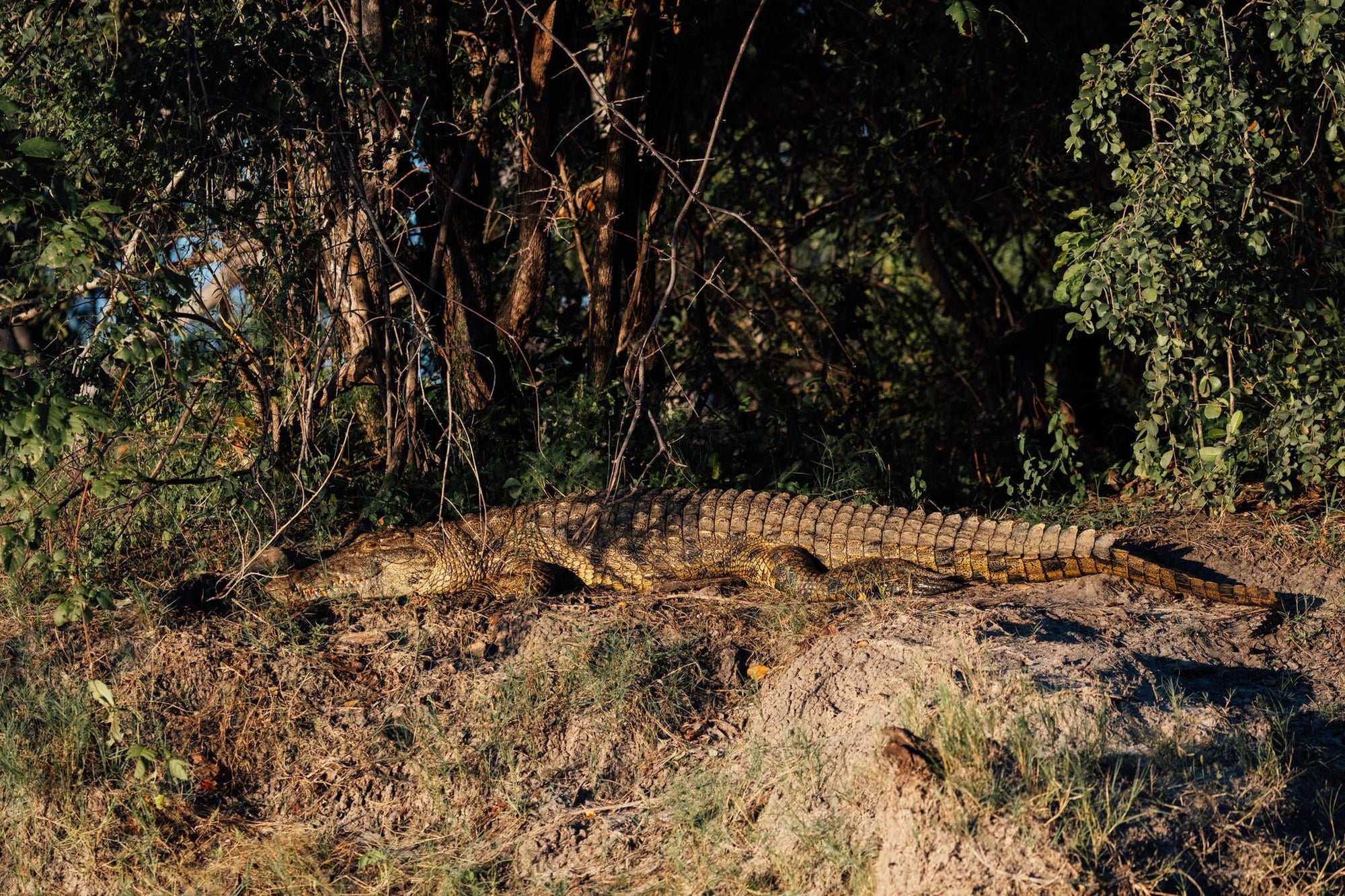 Chundukwa River Cruises  gallery image 7