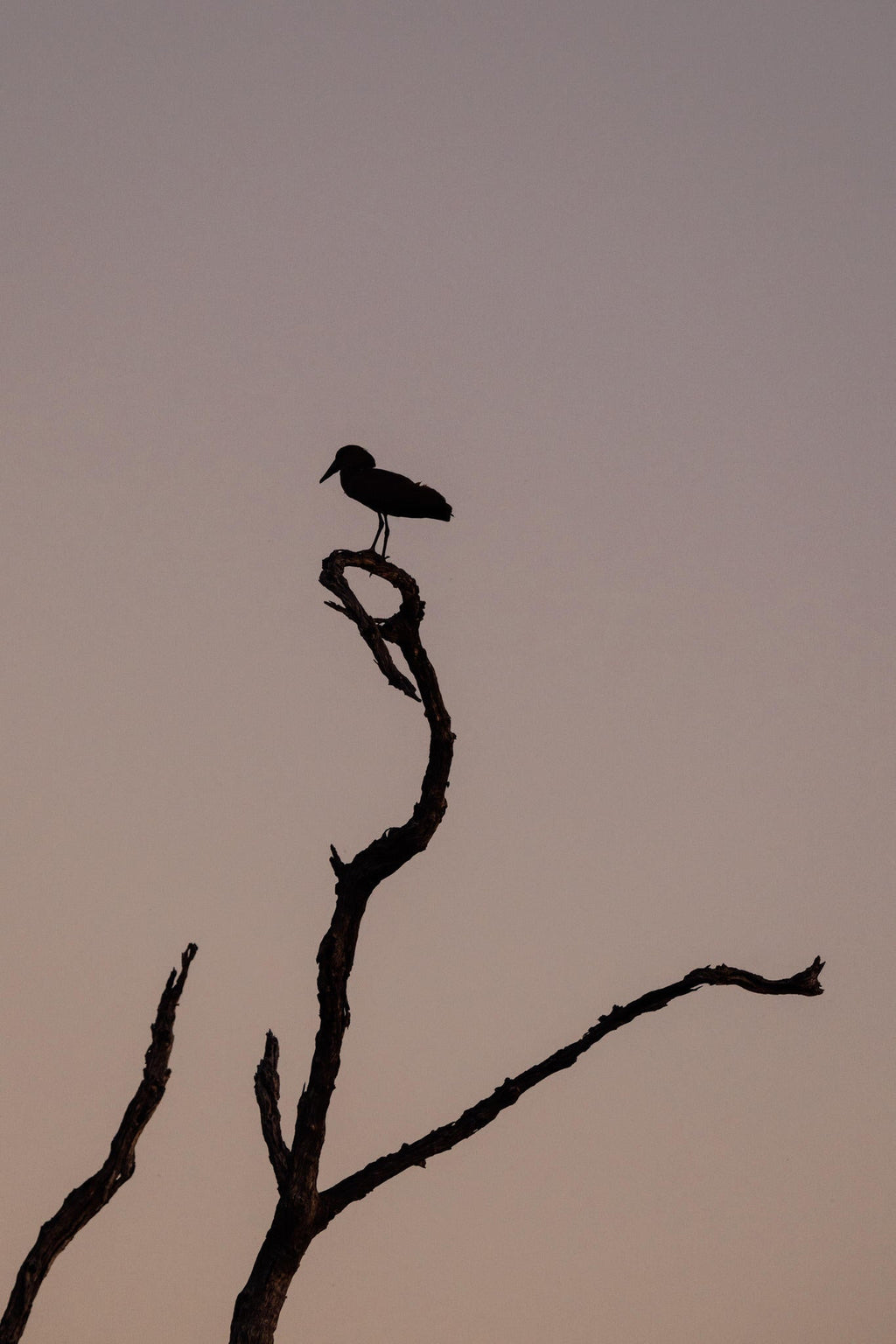 Chundukwa River Cruises  gallery image 9