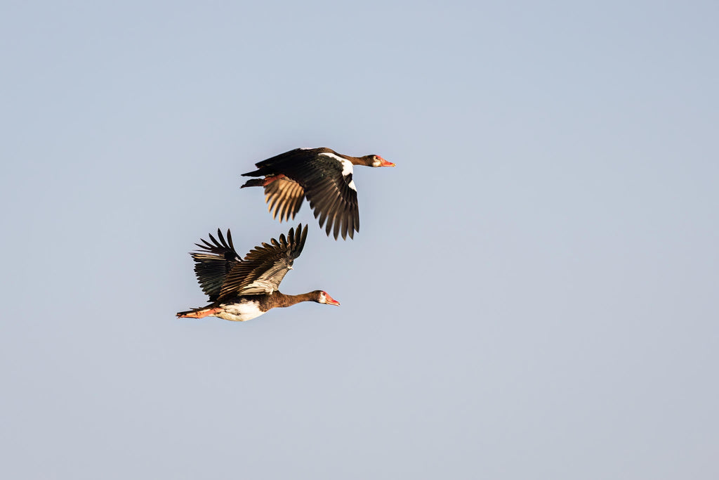 Chundukwa River Cruises  gallery image 24