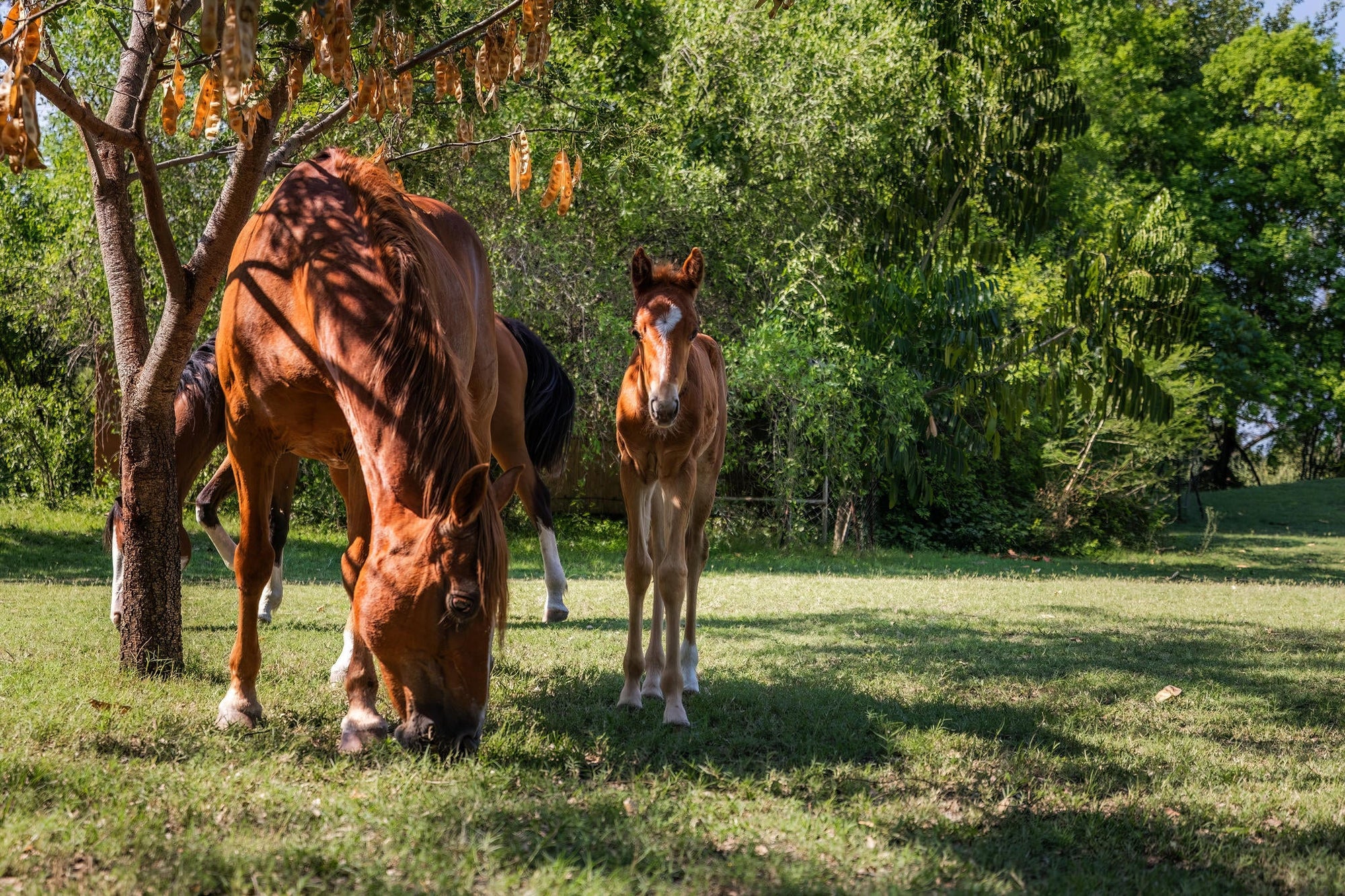 Chundukwa Horse Trails gallery image 22