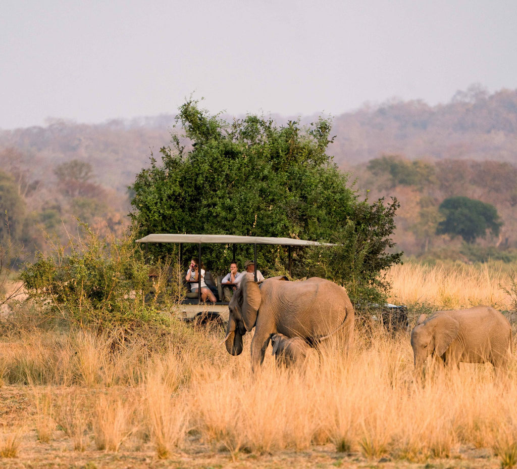 Morning & Afternoon Game Drives gallery image 4