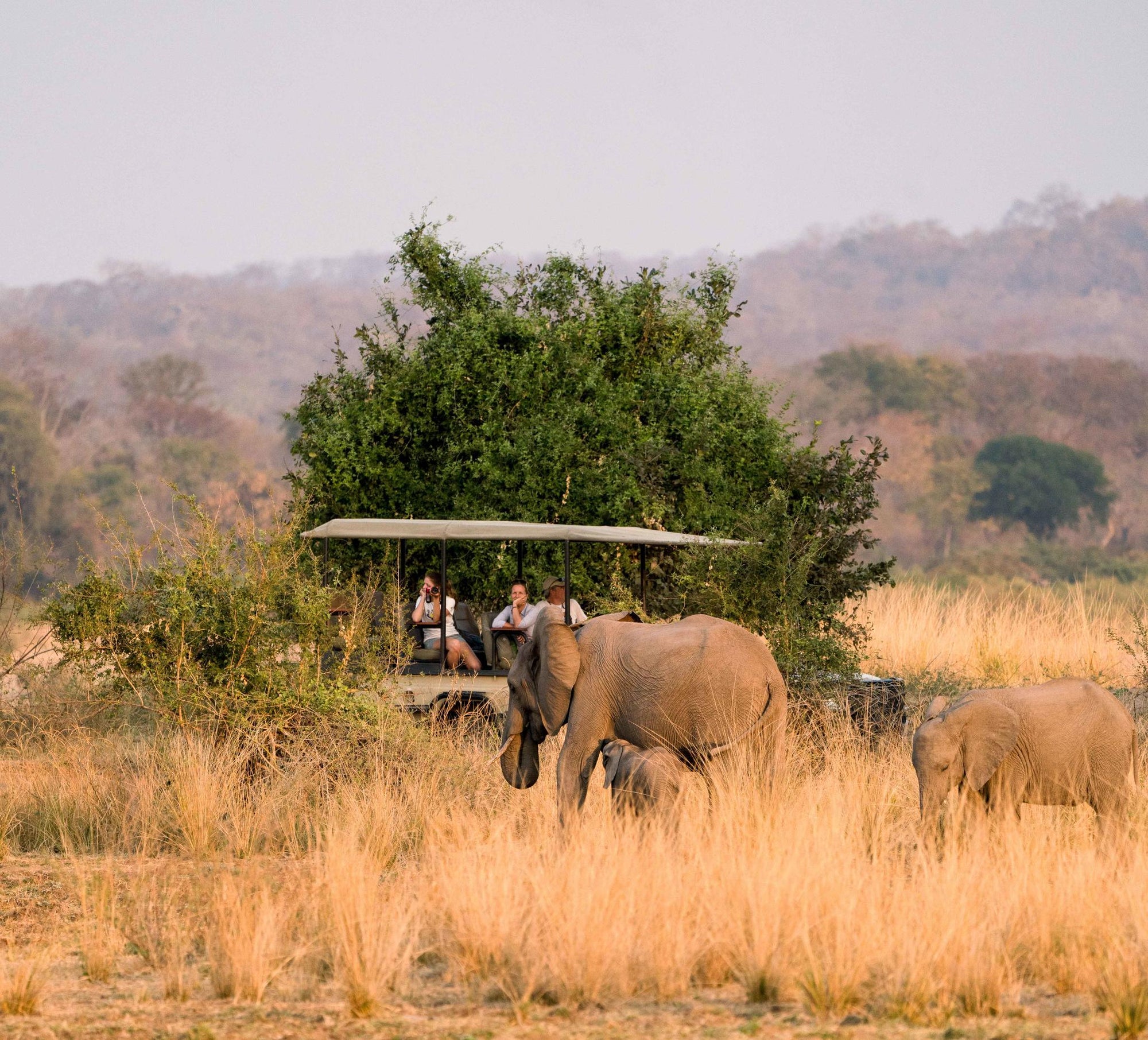 Morning & Afternoon Game Drives gallery image 4
