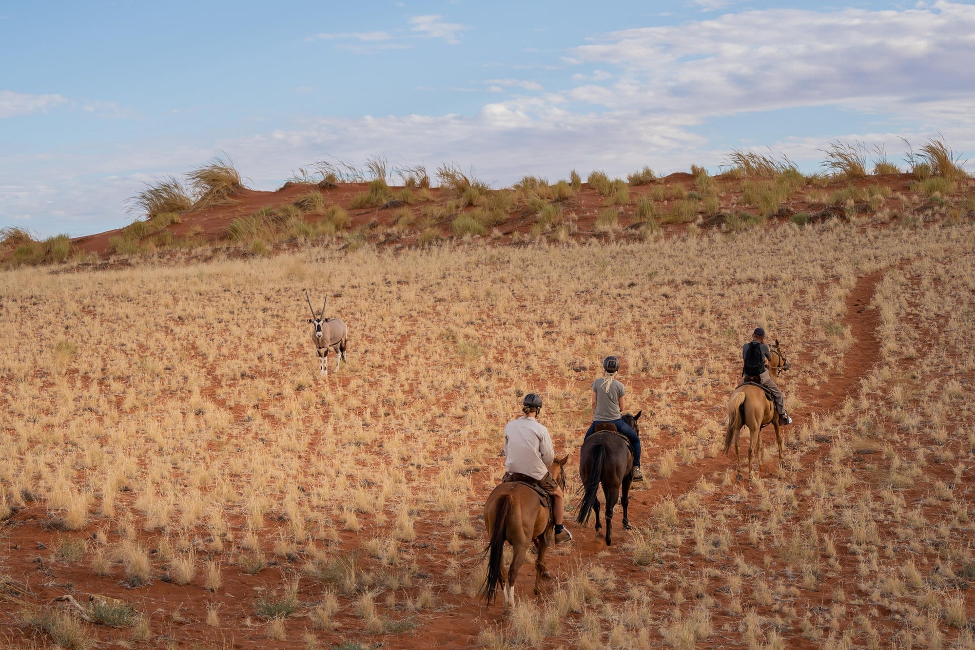 Horse Riding gallery image 4