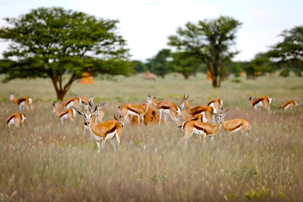 Game Drives gallery image 2
