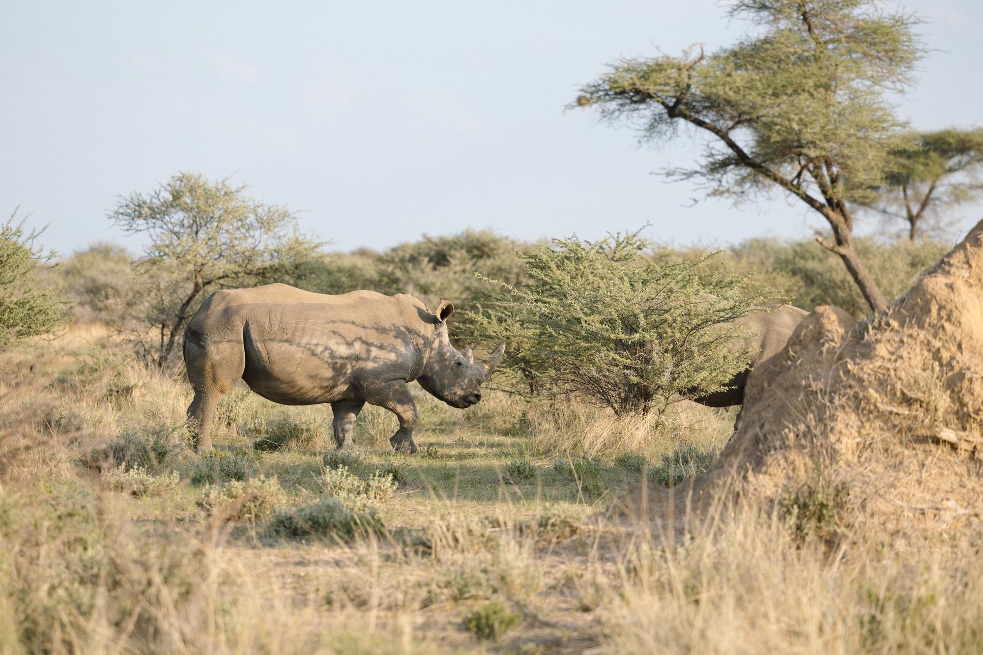 Rhino Tracking gallery image 2