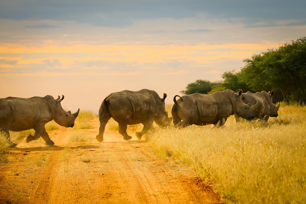 Rhino Tracking gallery image 3
