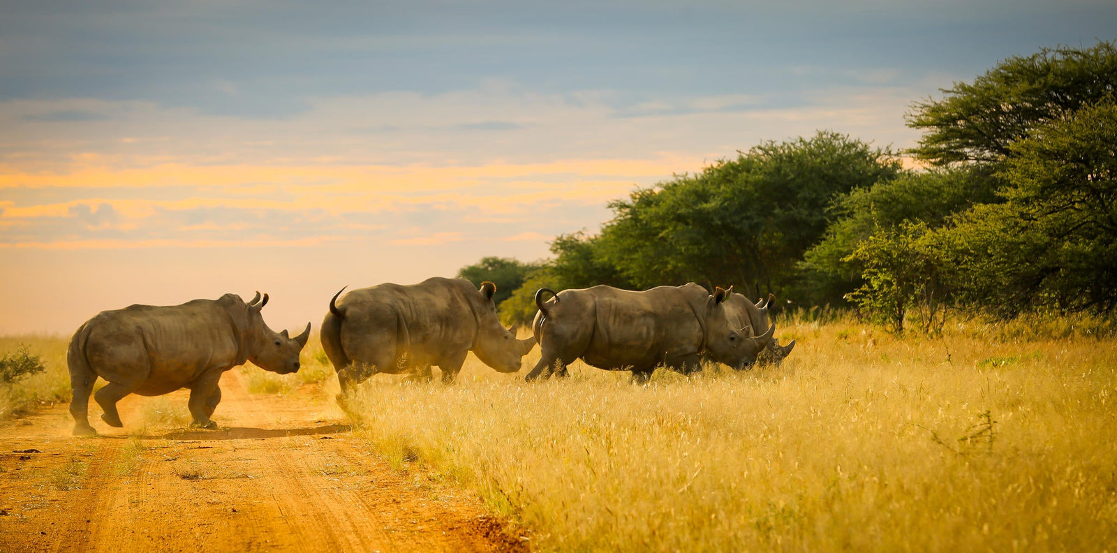 Rhino Tracking