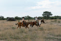 Horse riding gallery image 1