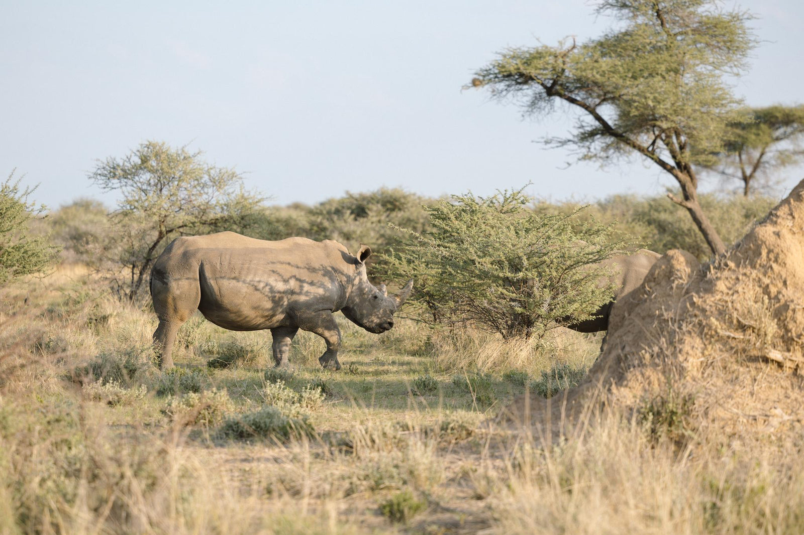 Rhino Tracking