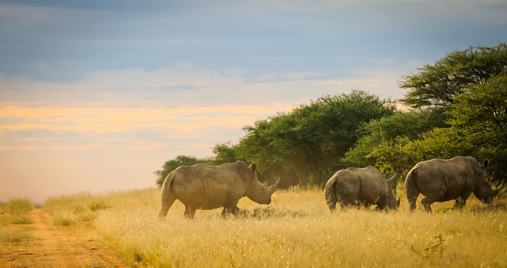 Rhino Tracking gallery image 3