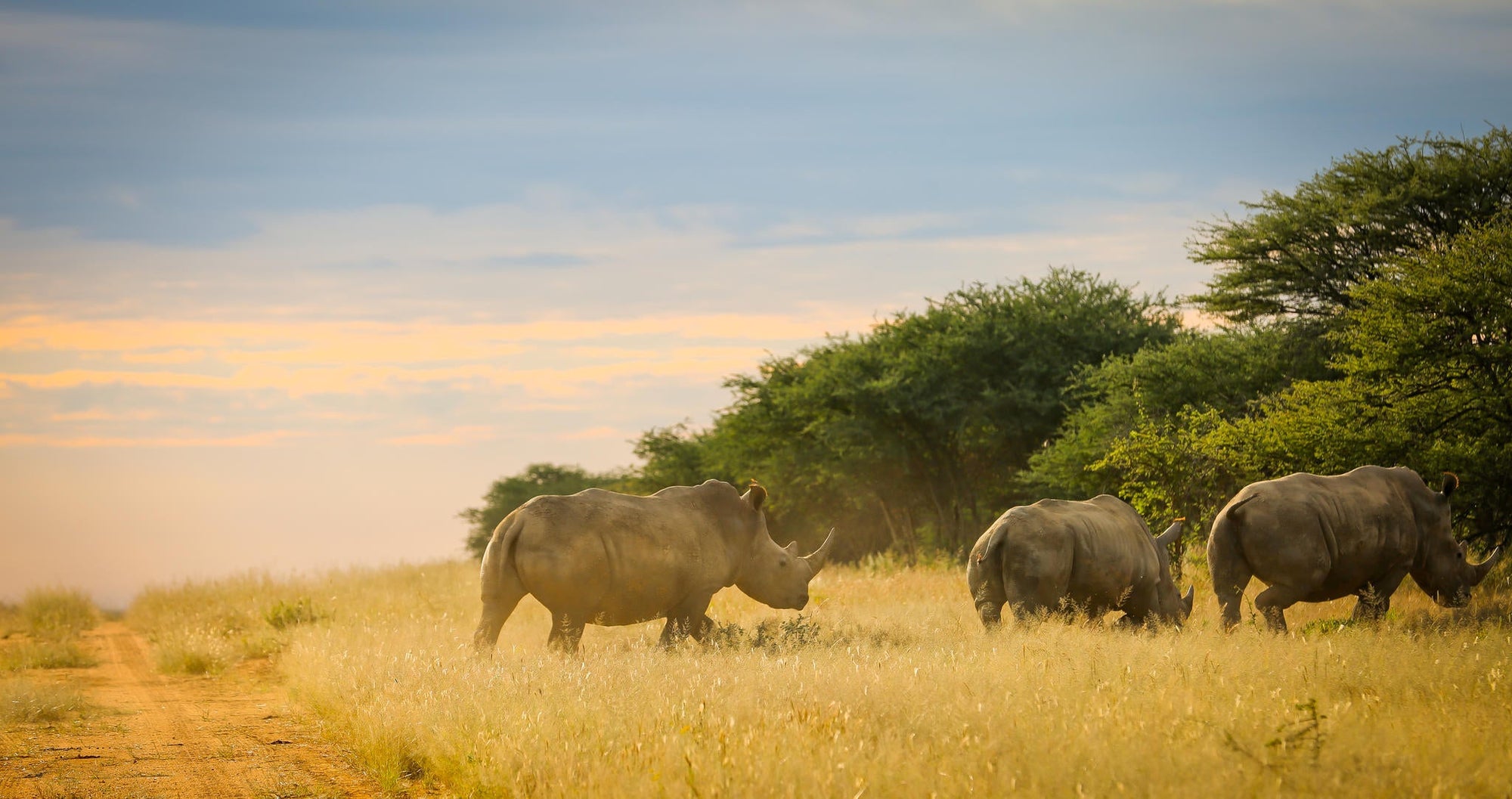 Rhino Tracking gallery image 3