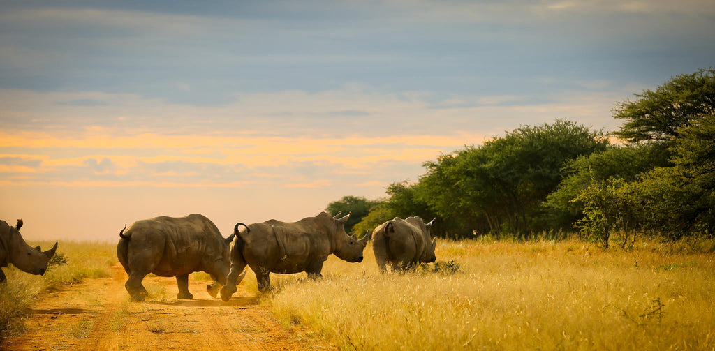 Rhino Tracking gallery image 4
