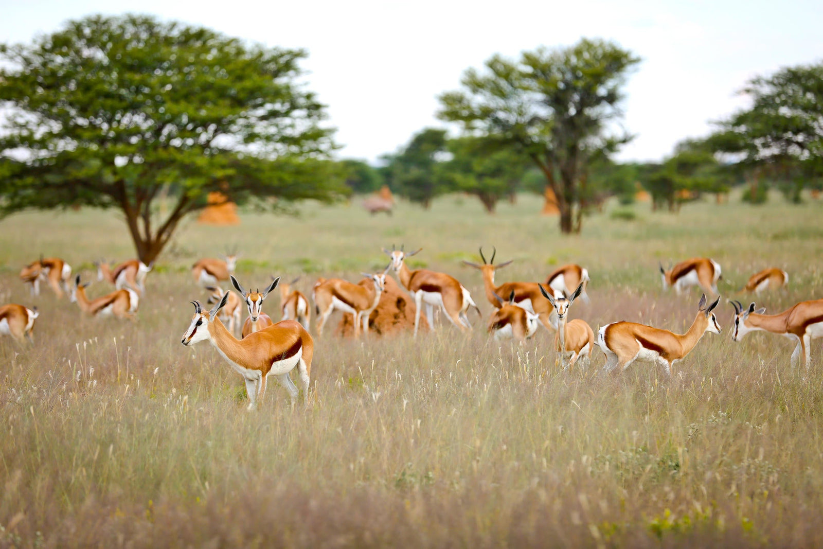 Game Drives