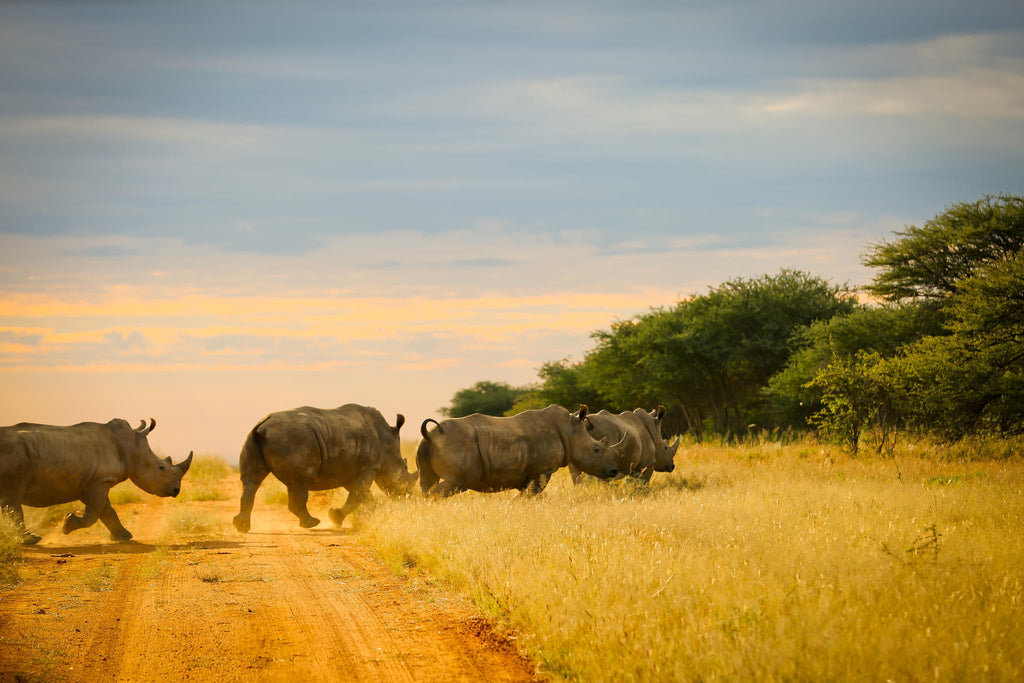 Game Drives gallery image 3