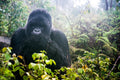 Mountain Gorilla Trekking gallery image 1