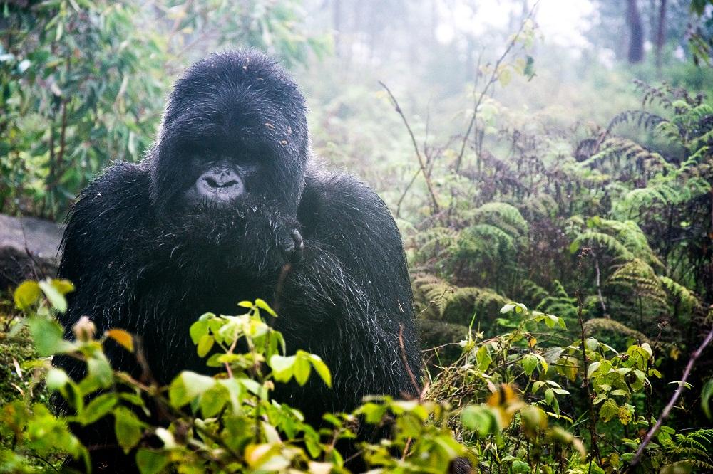 Mountain Gorilla Trekking