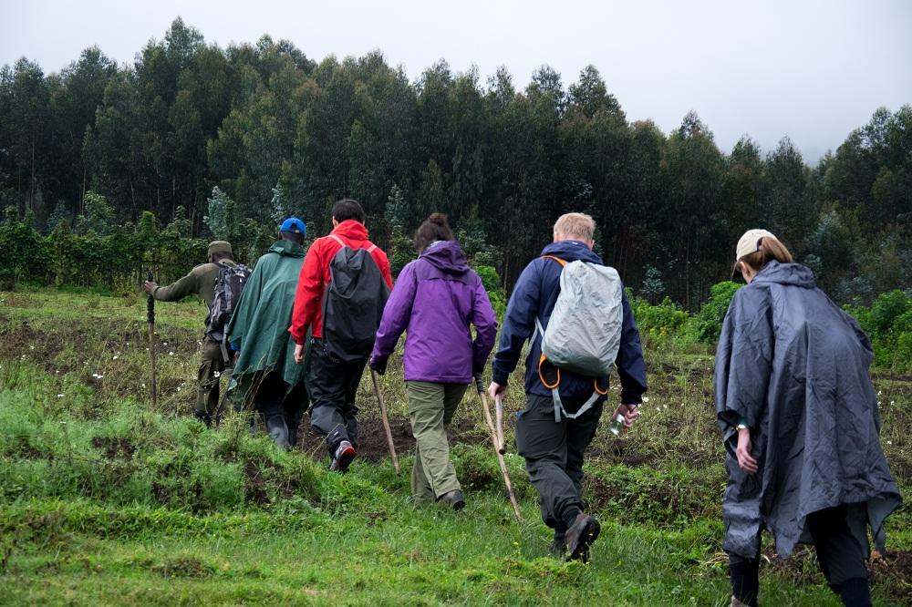 Mountain Gorilla Trekking gallery image 2