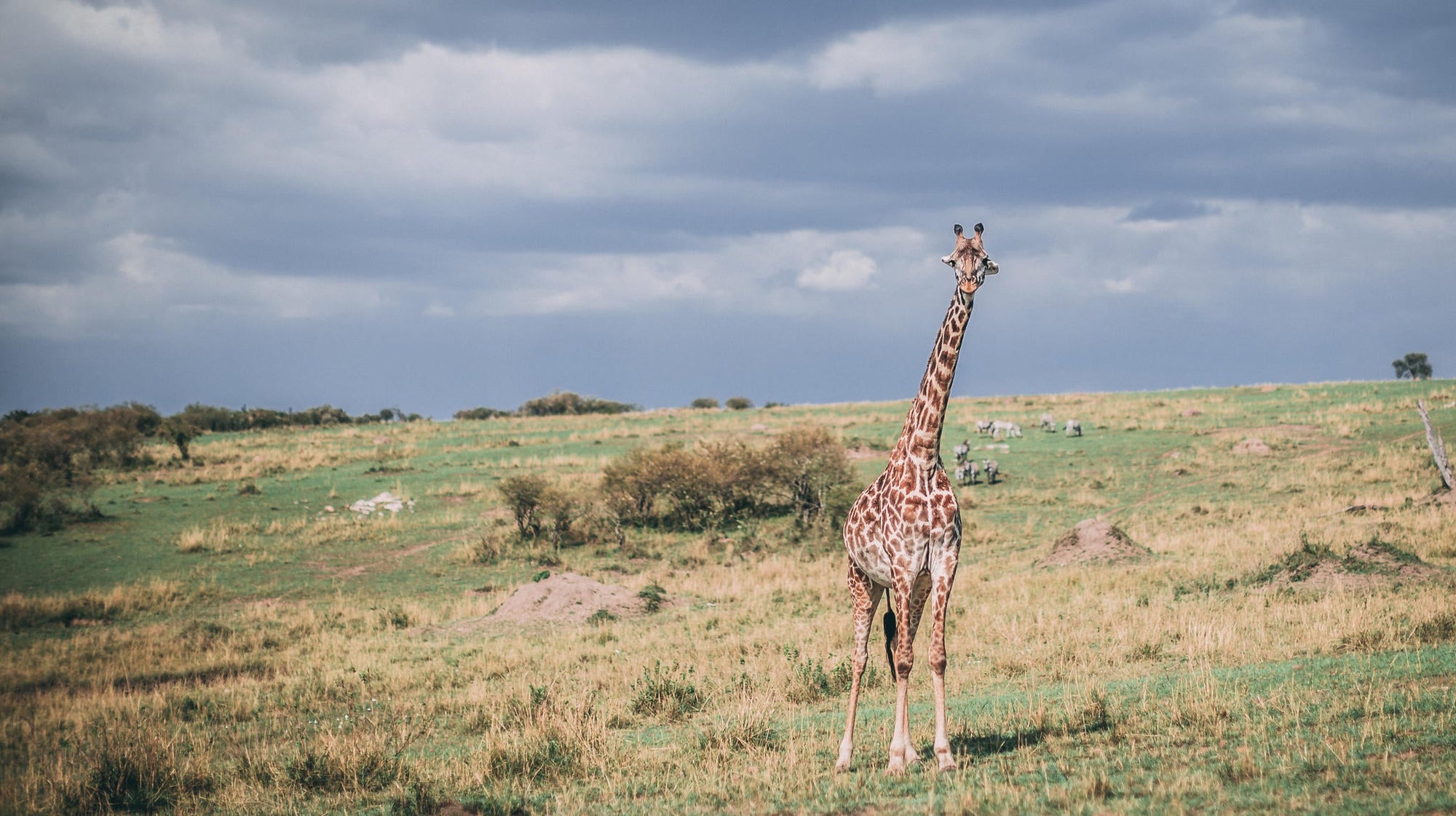 Morning or Afternoon Scheduled Game Drive gallery image 2