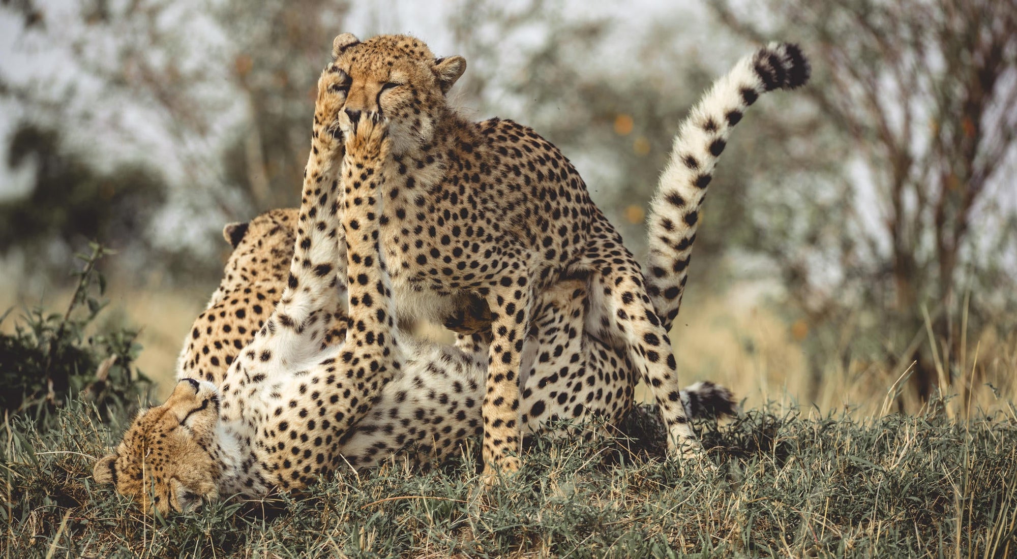 Morning or Afternoon Scheduled Game Drive gallery image 3