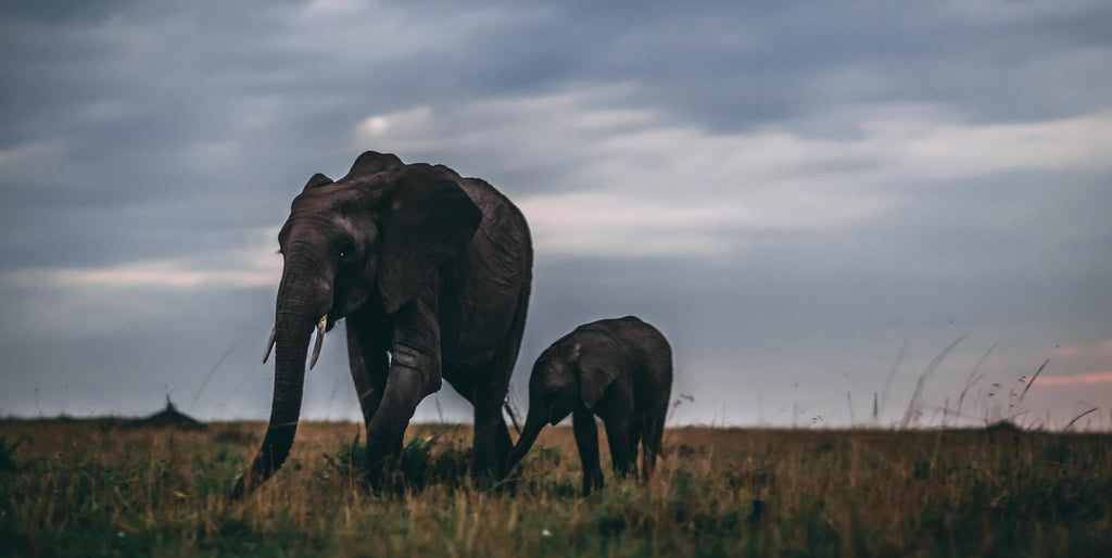 Morning or Afternoon Scheduled Game Drive gallery image 4