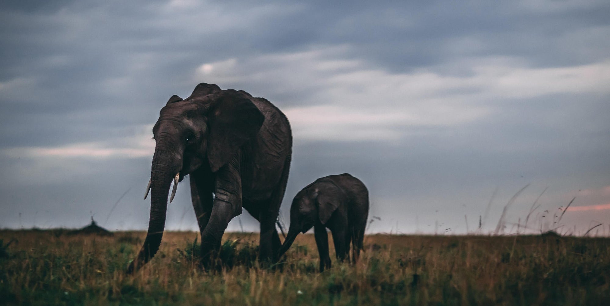 Morning or Afternoon Scheduled Game Drive gallery image 4